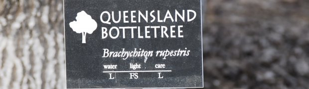 Trees:
Queensland Bottletree