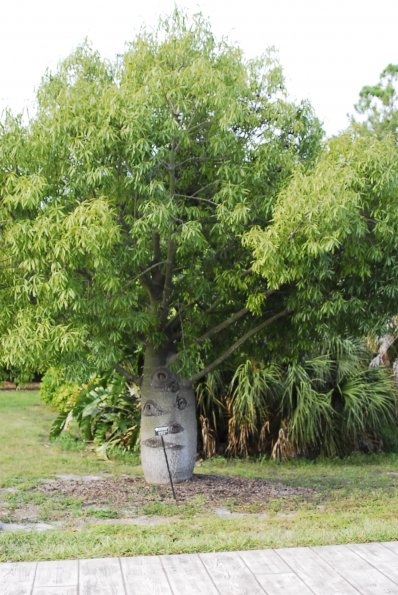 Queensland Bottletree