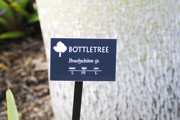 Bottletree