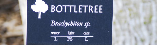 Trees:
Bottletree