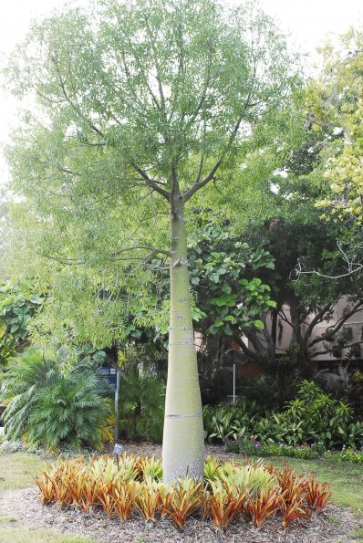 Bottletree