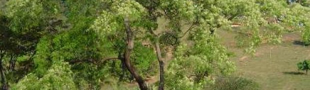 Anadenanthera colubrina:
Anadenanthera colubrina tree