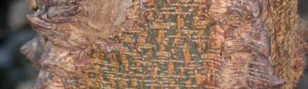 Anadenanthera peregrina:
.:
Anadenanthera_peregrina3