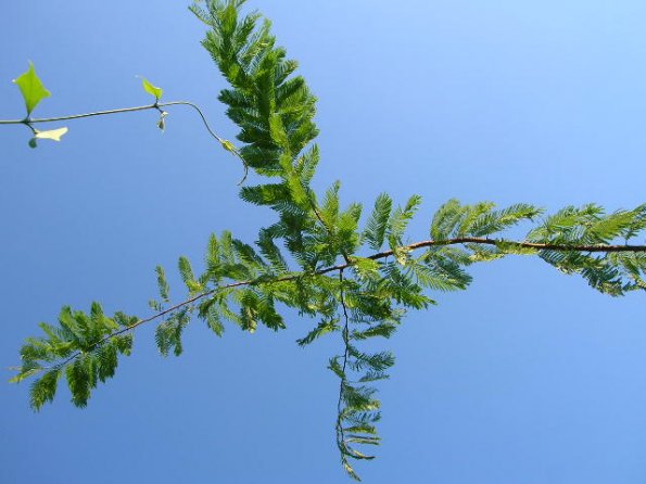 Anadenanthera peregrina