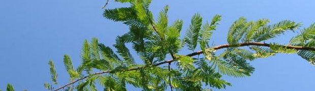 Trees:
Anadenanthera peregrina:
Anadenanthera peregrina