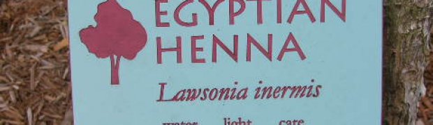 Egyptian Henna- Lawsonia inermis:
Egyptian_henna1