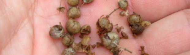 Egyptian Henna- Lawsonia inermis:
Egyptian_henna2