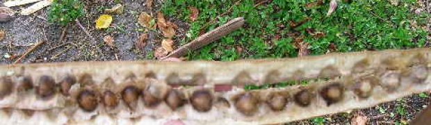 Horseradish Tree- Moringa oleifera:
horseradish_seeds2