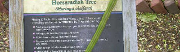 Horseradish Tree- Moringa oleifera:
horseradish_sign2