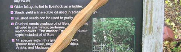 Horseradish Tree- Moringa oleifera:
horseradish_sign3