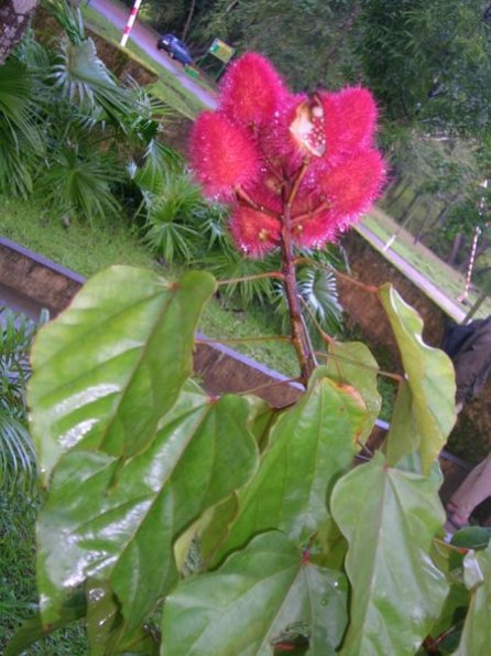 Bixa_orellana_fruit