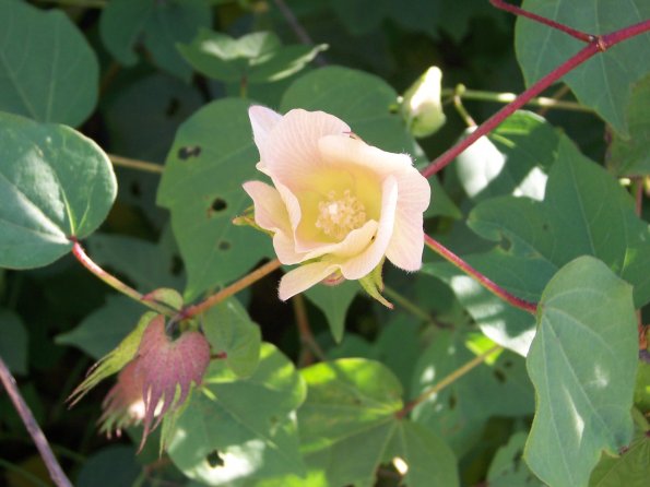 Gossypium herbaceum flower