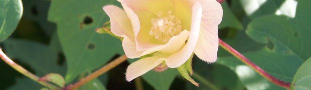 Cotton Tree:
Gossypium herbaceum flower
