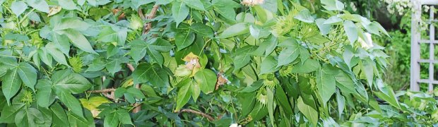 Unusual Plants:
Cotton Tree:
Cotton Tree