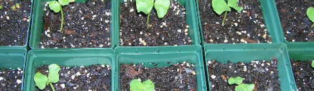 Cotton Tree:
cotton tree seedlings