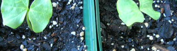 Cotton Tree:
cotton tree seedlings