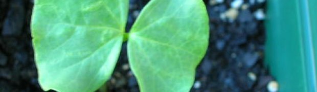 Cotton Tree:
cotton tree seedlings