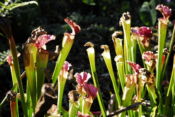 A Pitcher Plant- Kanapaha Botanical Gardens