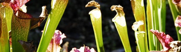 Pitcher Plant:
A Pitcher Plant- Kanapaha Botanical Gardens