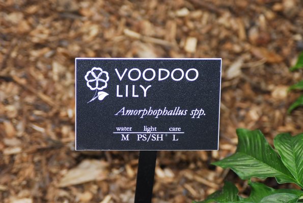 Voodoo Lily