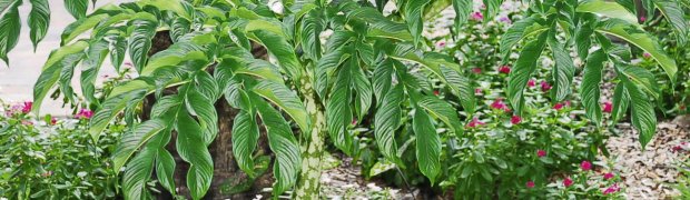 Voodoo Lily:
Voodoo Lily plant