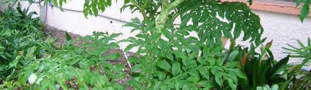 Voodoo Lily:
voodoo lily plant