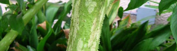 Voodoo Lily:
voodoo lily trunk