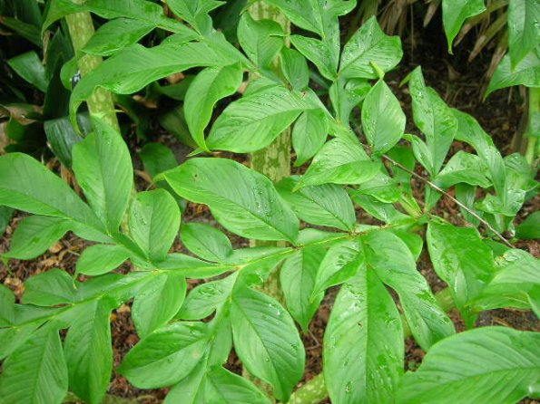 voodoo lily leaves