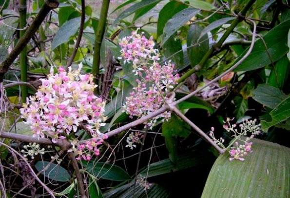 Heavenly Products Gallery | Banisteriopsis Caapi Vines | B.-caapi-Flowers