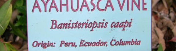 Banisteriopsis caapi Vines:
Banisteriopis_caapi1