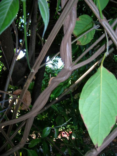 Banisteriopsis_caapi3 Banisteriopsis_caapi3