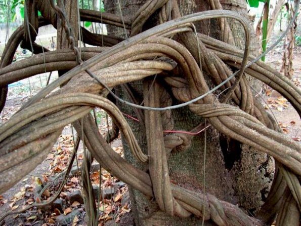 GIANT-Old-B.-caapi-Vine