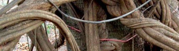 Banisteriopsis caapi Vines:
GIANT-Old-B.-caapi-Vine