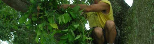 Planting a Banisteriopsis caapi Plant:
DSCN2610