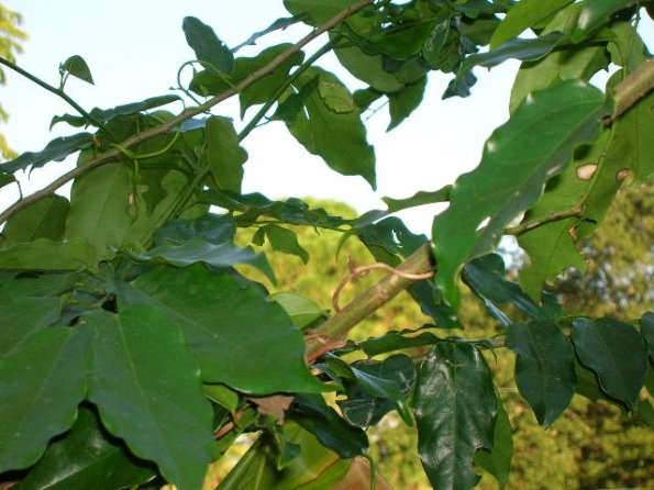 Griffonia simplicifolia