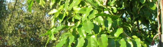 Griffonia simplicifolia:
Griffonia simplicifolia 