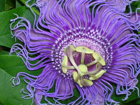 Passion Flower