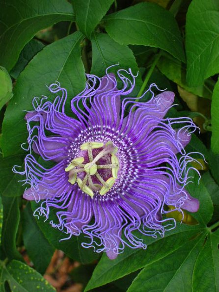 Passion Flower