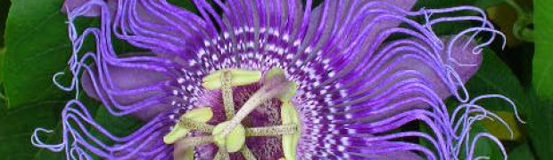 Passiflora incarnata:
Passion Flower