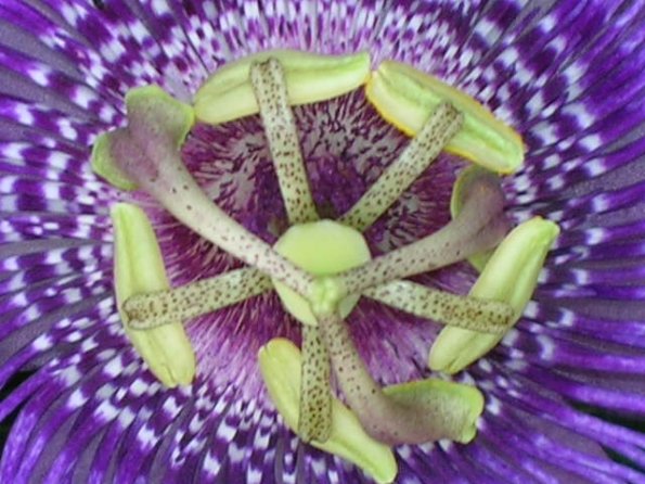 Passion Flower