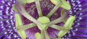 View the Album: Passiflora incarnata
 4 images(s)