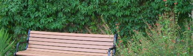 Passiflora incarnata:
Passion Flower