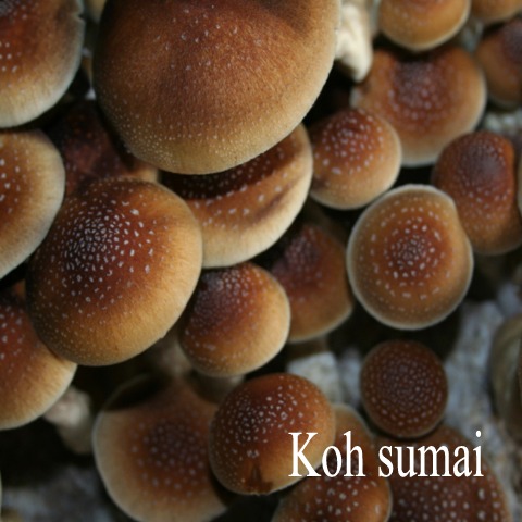 Koh Sumai