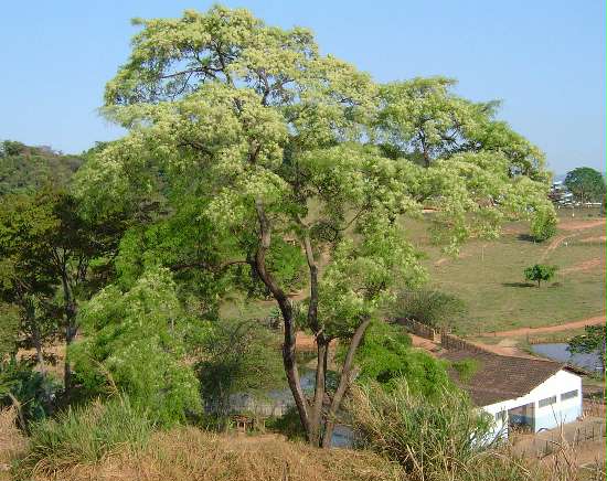 Anadenanthera colubrina tree