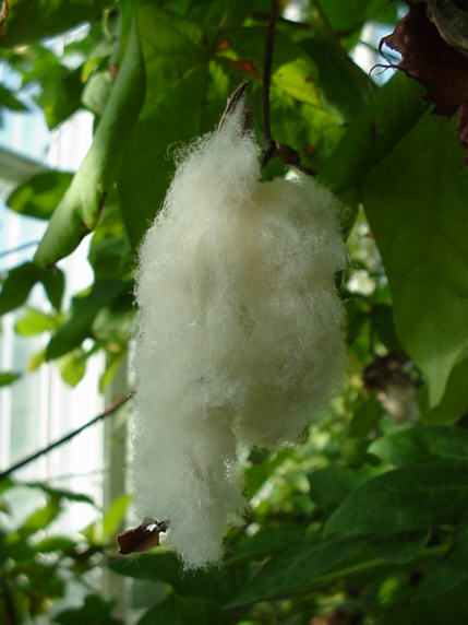 Gossypium herbaceum cotton