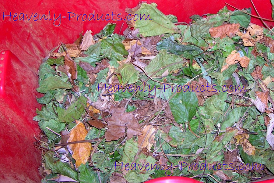 Banisteriopsis caapi (Red) Grade A Dried Leaves- 1oz (28g)